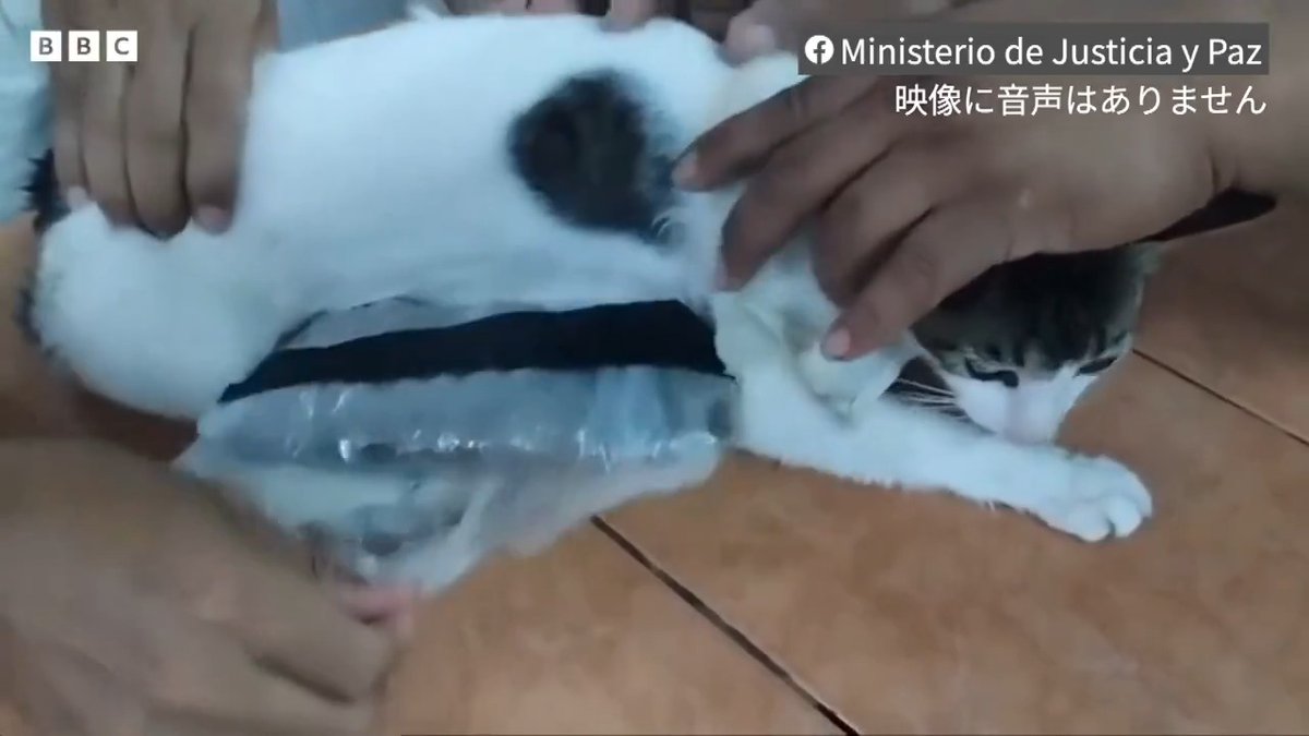 BBCニュース -麻薬を運ぶ猫、刑務所で捕獲される コスタリカ