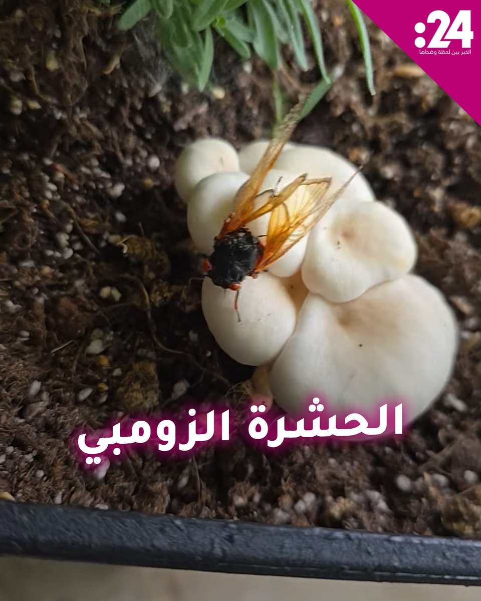 تخرج بالملايين كل 17 سنة.. ما سر حشرة الزومبي في #أمريكا؟ لمشاهدة المزيد من الفيديوهات: