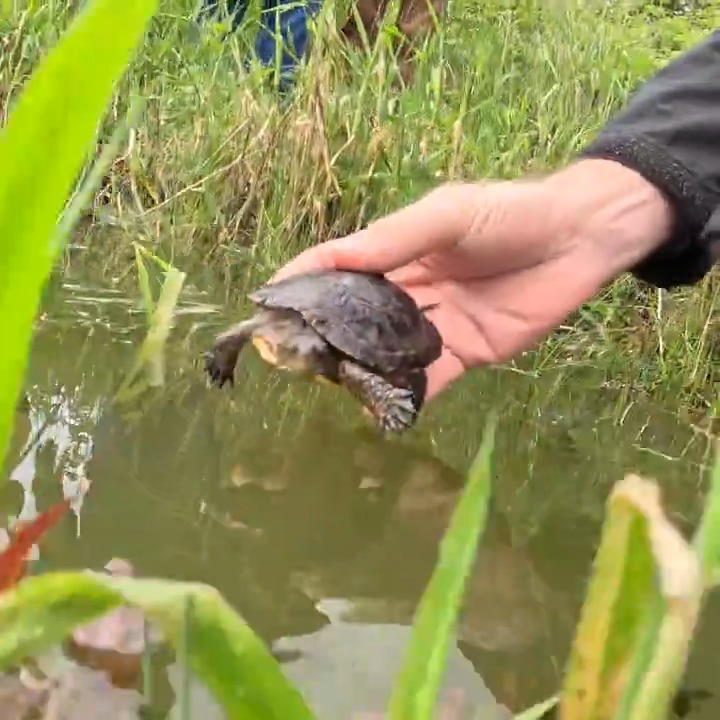Last week we released 19 endangered northwestern pond turtles back into the wild with the help of conservation partners. Time to shellebrate!