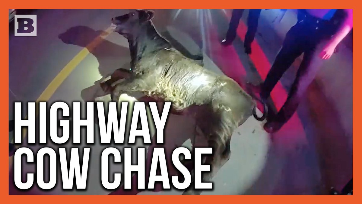Cow goes running wild on Interstate 40 in Oklahoma City