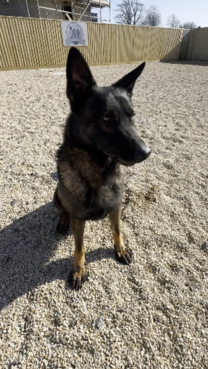 Some pro athletes are turning to trained protection dogs like Lobo the German shepherd to guard their homes. With break-ins on the rise, these $60K dogs offer peace of mind and serious deterrence.