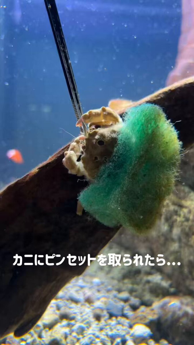 カニに取られたピンセットは こうやって取り返します！