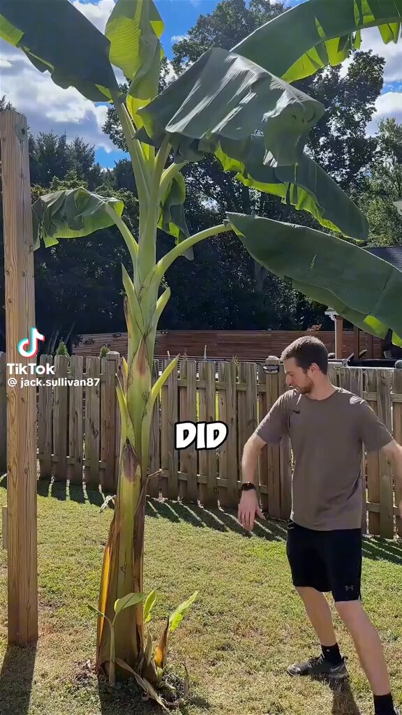 Banana trees offer multiple edible parts, including flowers, fruit, leaves, and pseudostems.