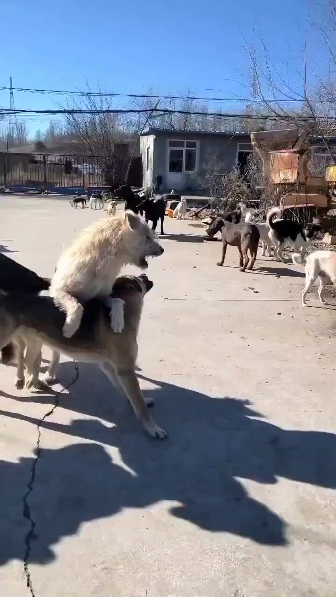 ¿Ya conoces a King Charles (Rey Carlos)? 👑 Un perrito 🐶 de un refugio en China 🇨🇳 que se ha vuelto viral gracias a su particular habilidad para domar a sus compañeros 🔝 Acá un hilo con sus mejores videos 🧵