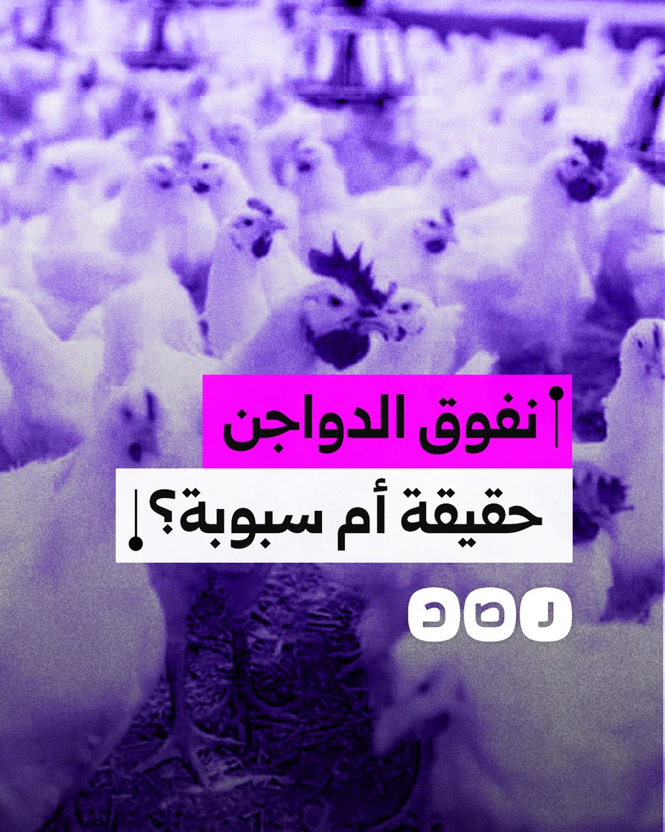 كيف تفاعل المصريون مع أزمة نفوق الدواجن؟