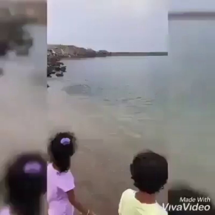 Açlıktan ölmeleri için İsrail tarafından her türlü ambargoya maruz bırakılan Filistinlileri balık yağmuruna tutan Yüce YARADAN'a şükürler olsun.😔