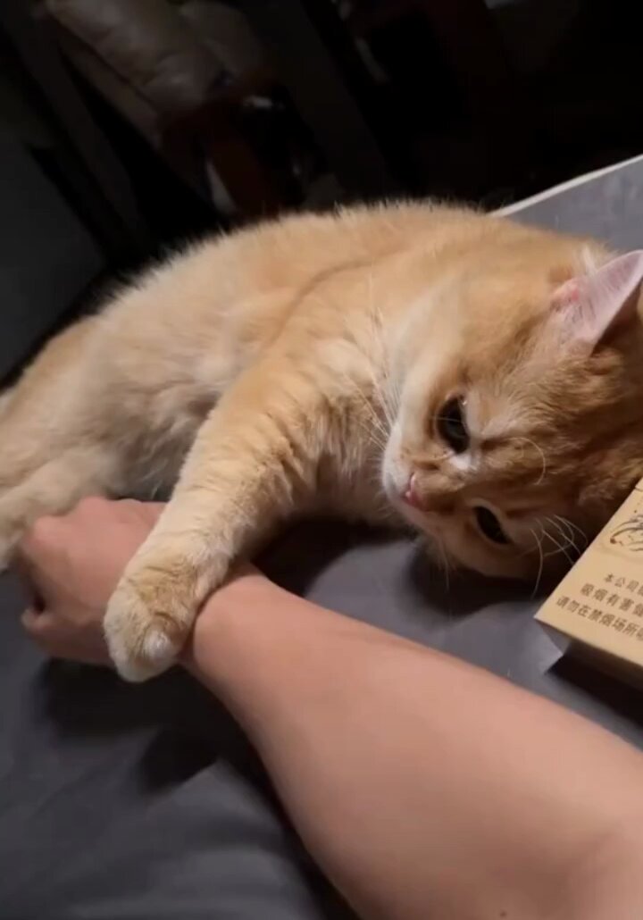 Clingy kitty..🐈🐾😊❤️