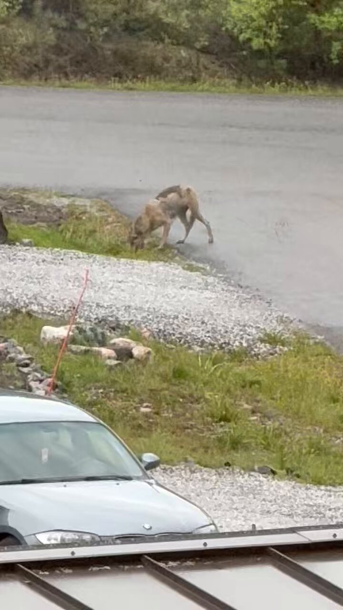 Onko jollain iso koira karannut vai onko meillä Maskussa kapinen susi keskellä asuinaluetta?