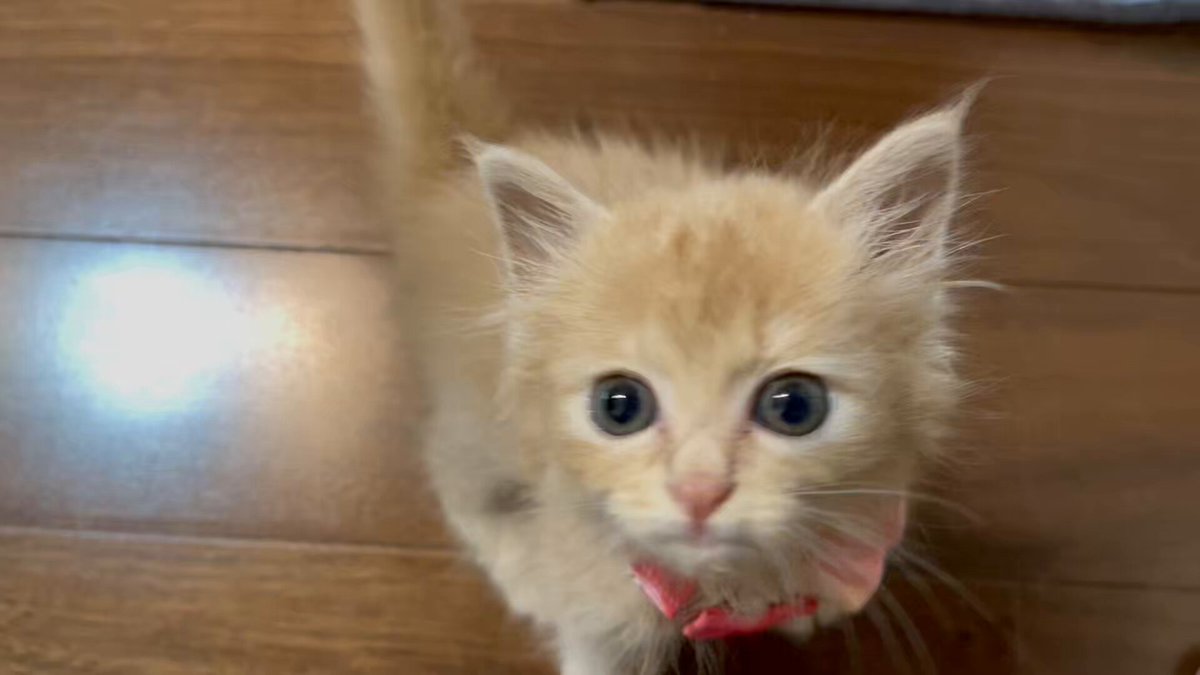 あこやちゃん、朝から元気いっぱい🐱😊