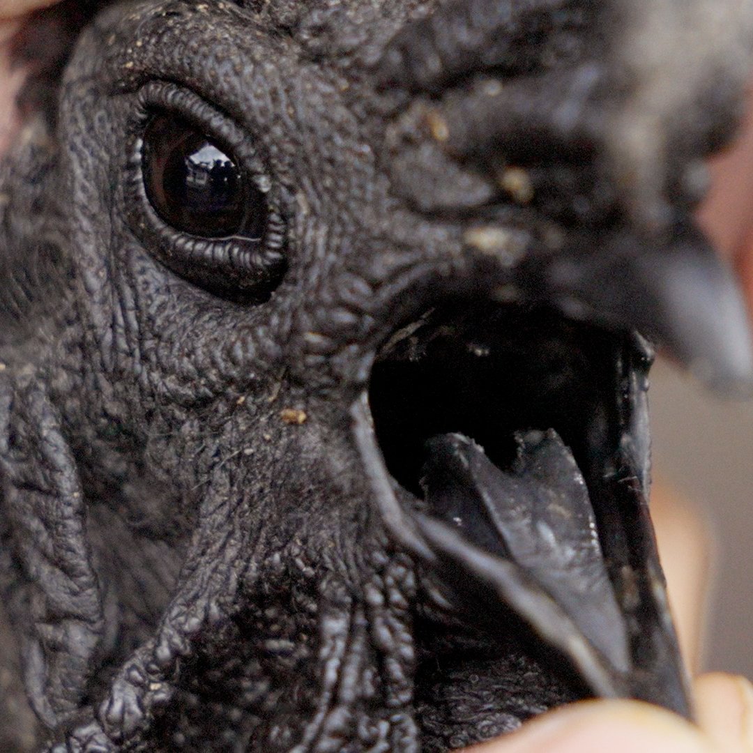 Why Ayam Cemani chickens are so expensive