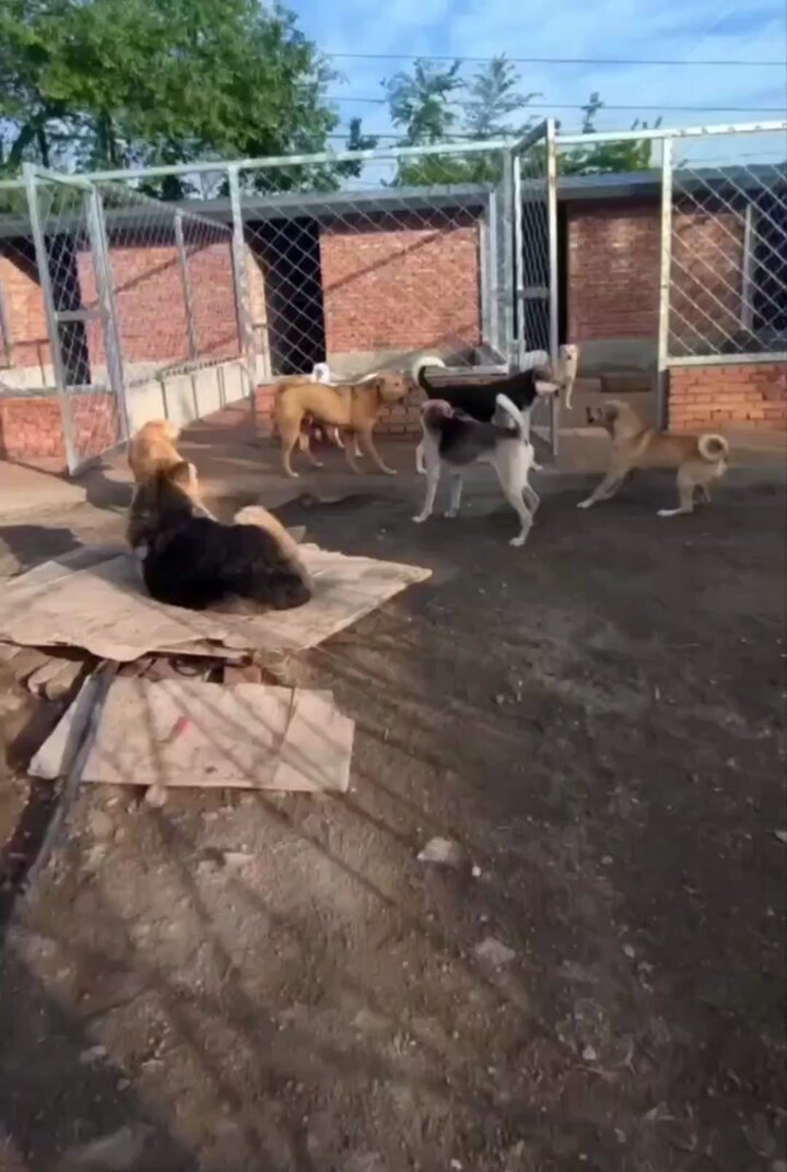 Alfa köpek ortama girince en iri köpeğin bile onun önünde saygıyla eğilmesi aşırı havalı;