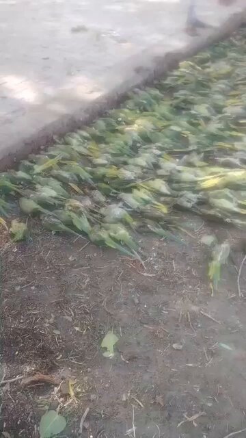 झांसी में तेज़ तूफान के कारण 100 से अधिक तोतों की मौत हो गई. सुबह इतनी बड़ी संख्या में मरे हुए तोतों को देख इलाके में हड़कंप मच गई.