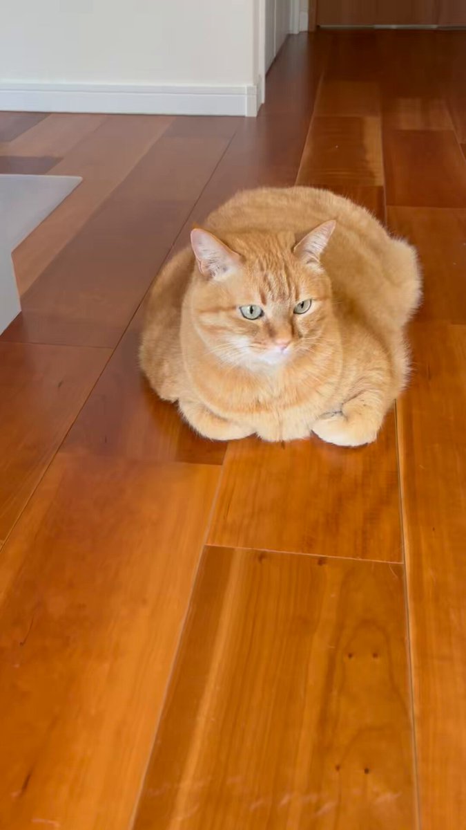 映りたがりな猫ちゃんですねぇ