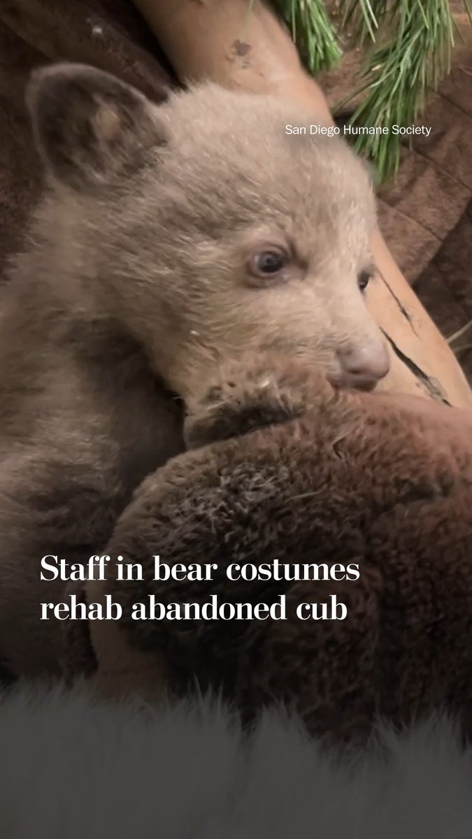 To help a rescued bear cub adjust to his natural habitat, staff at the San Diego Humane Society’s Ramona Wildlife Center wear bear costumes during interactions.