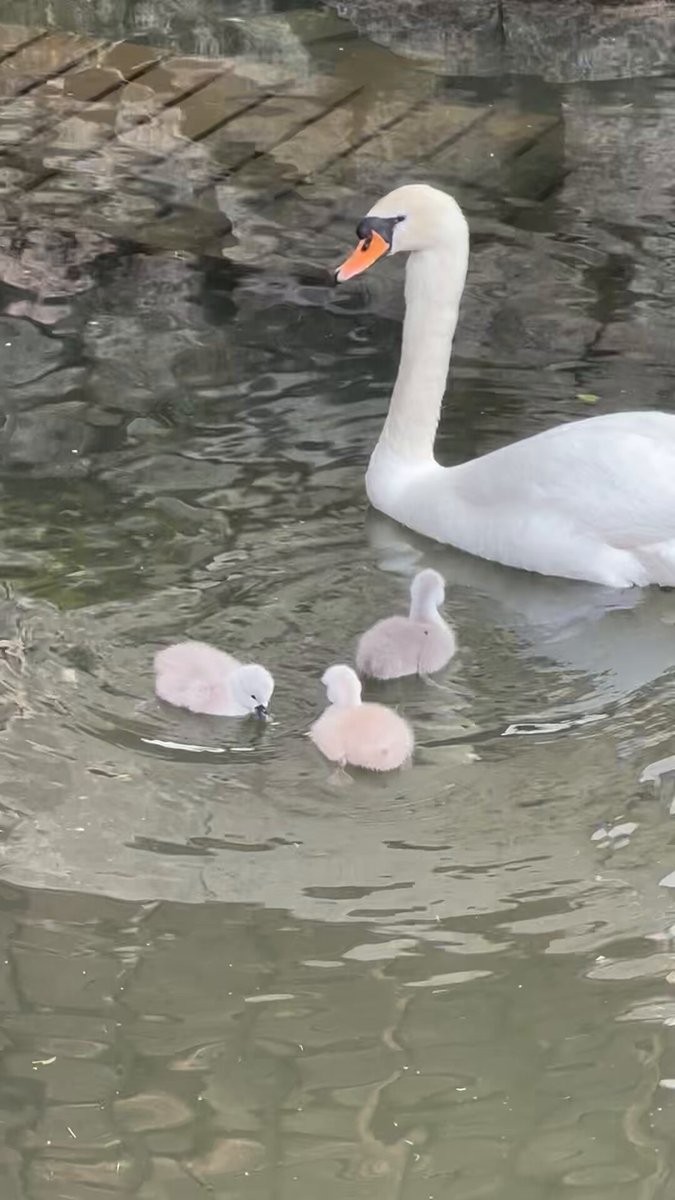 美観地区の倉敷川の白鳥にモコモコでプリプリの赤ちゃんが産まれたそうです。