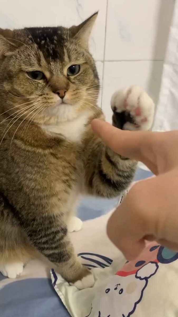 "so you chose violence, huh?" 😼