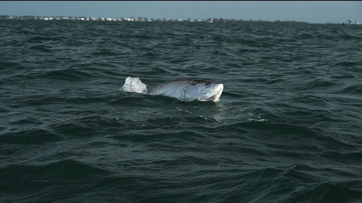 .Sydnie Wells had herself a beautiful day out on the Boca Grande Pass for some fishing. New Barstool Outdoors presented by HukGear
