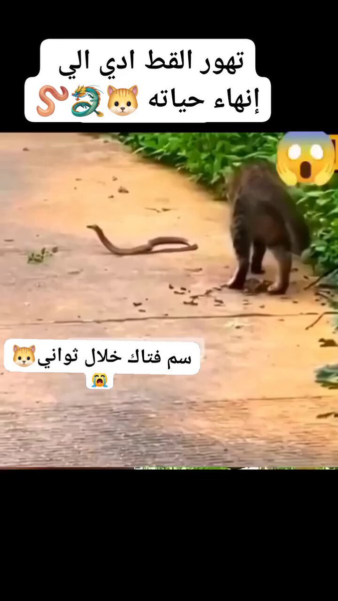 تهور القط في الهجوم ، قضي على حياته 😲🤔