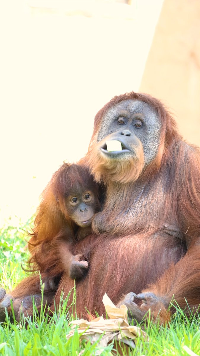 Baby Jambi's bangs still going strong at nearly a year old! 🦧 Orangutan babies typically stay with their moms for up to 8 years, depending on them for food, transportation, and learning crucial life skills.
