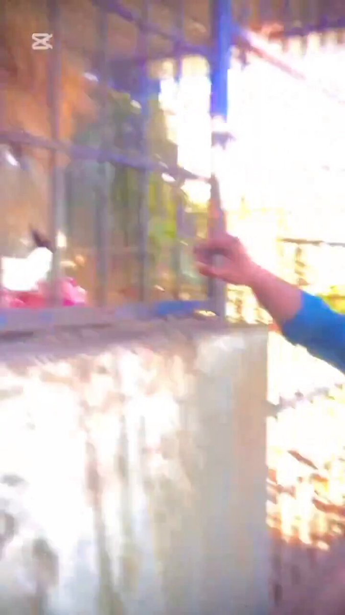 Un tipo estaba molestando a un león enjaulado Y cuando el bicho lo llega a rozar con las garras casi le arranca la mano Le pasa por boludo