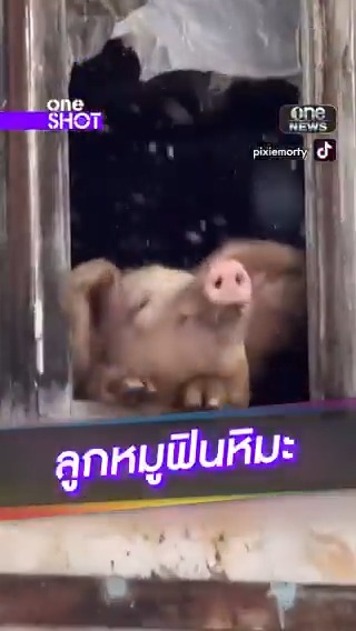 ‘ลูกหมู’ งับกินหิมะที่จอร์เจีย โซเชียลเอ็นดู ระดมทุนไถ่ชีวิต จนรอดจากถูกเชือด #oneShot