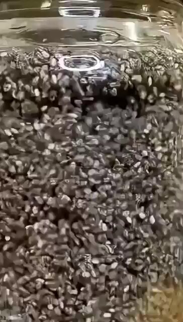 تأثير تناول بذور الشيا على جسمك خلال أسبوعين