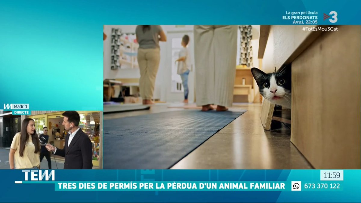 🔴 Permís de tres dies quan es mor l'animal de companyia Una empresa de Madrid concedirà la baixa per fer el dol #TotEsMou3Cat ▶