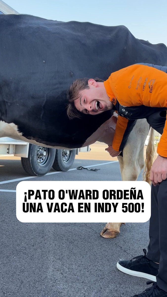 ¡Le llevaron una vaca a Pato O'Ward al circuito! 🤯 El piloto mexicano tuvo la oportunidad de ordeñar a Rihanna previo a las 500 Millas de Indianapolis 🐮 🥛 🤣 Disfruta de la #Indy500 este domingo por ESPN y #DisneyPlus 💫