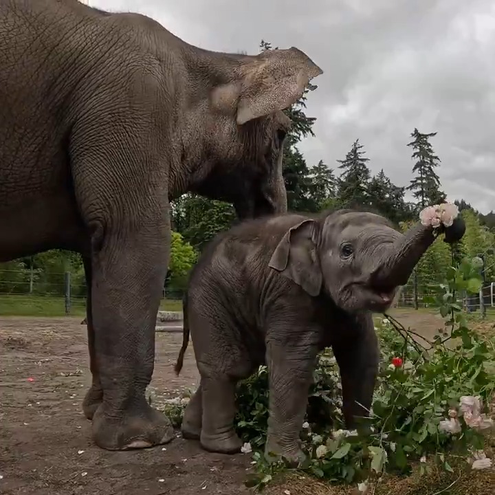 Everything’s coming up Tula! This 500-pound baby elephant was named Grand Marshal of the 2025 Grand Floral Parade 🌹