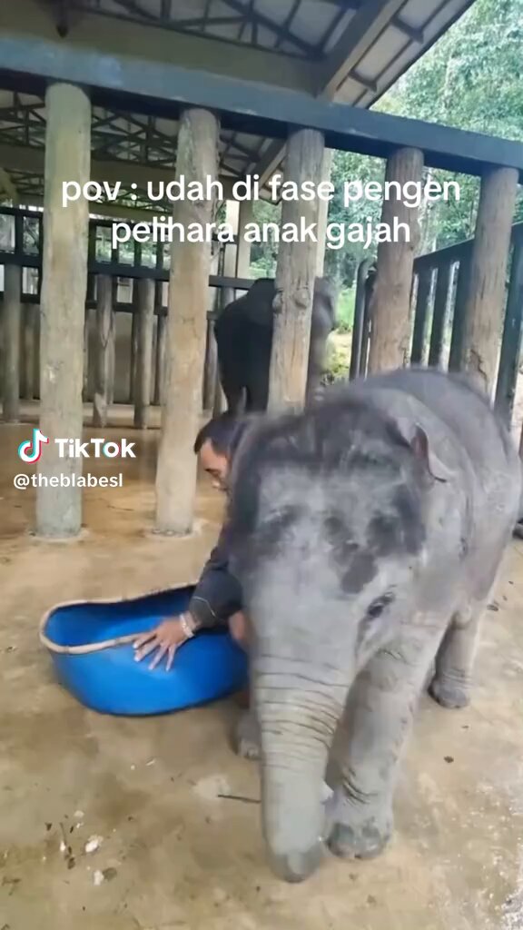 Pelihara yuk satu ajah 😁
