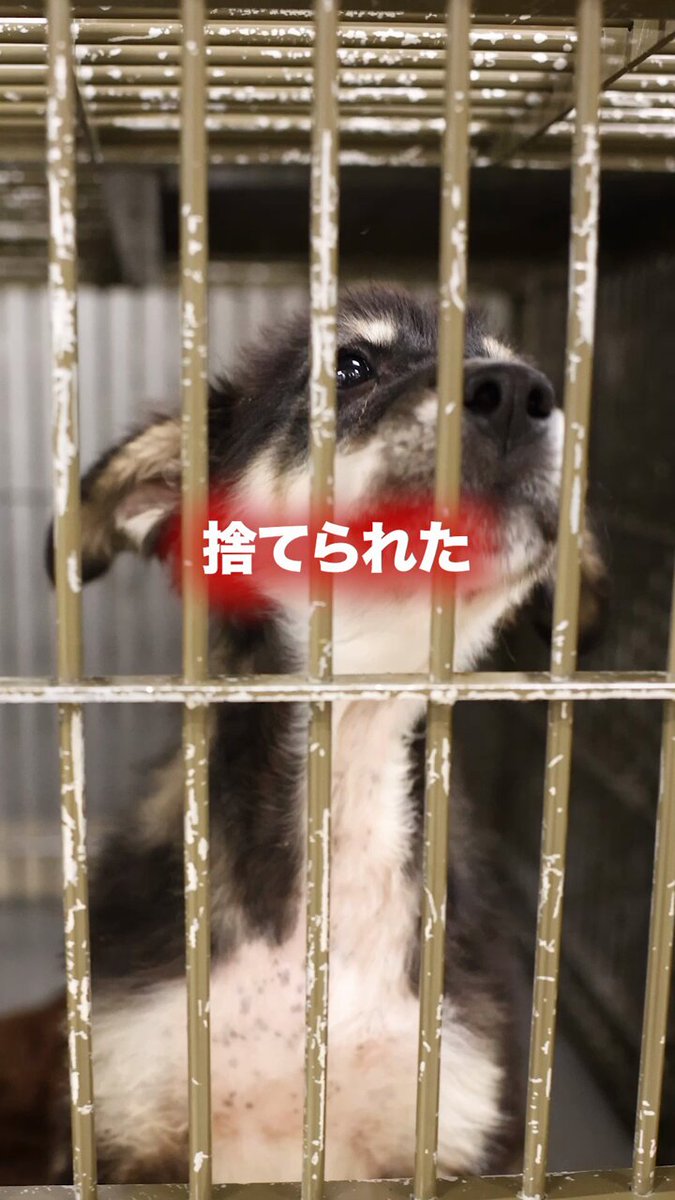 どうなるのか知っていますか...? #ピースワンコ #犬