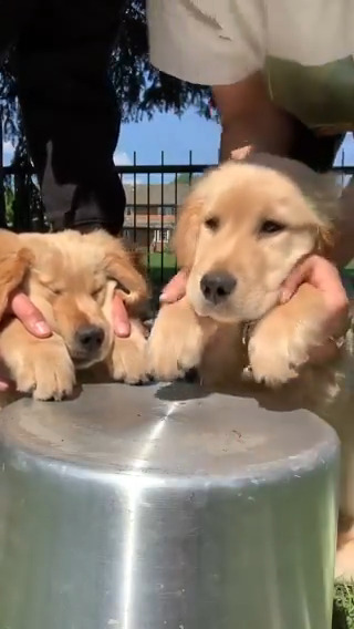 the cutest band