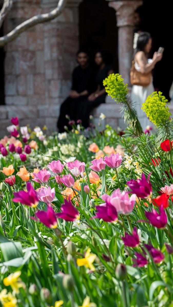 Garden Festival returns to The Met Cloisters! 🌿🎨 Join us June 7 to explore medieval gardens and discover how herbs and plants created the vibrant colors in medieval art. Enjoy tours, performances, art-making, and more. Learn more: