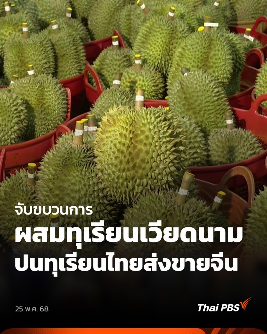 การส่งออกทุเรียนอาจได้รับผลกระทบ หลัง จนท.จับขบวนการนำเข้าทุเรียนจากเวียดนาม ผสมกับทุเรียนไทย แล้วส่งออกไปขายยังประเทศจีน พบช่องโหว่นำทุเรียนจากเวียดนาม มาแปรรูปเป็นทุเรียนแช่แข็ง ซึ่งอาจถูกย้อมแมวเป็นทุเรียนไทย จนถึงตอนนี้ยังไม่มีกลไกตรวจสอบ #ชั่วโมงข่าวเสาร์อาทิตย์ #ThaiPBS