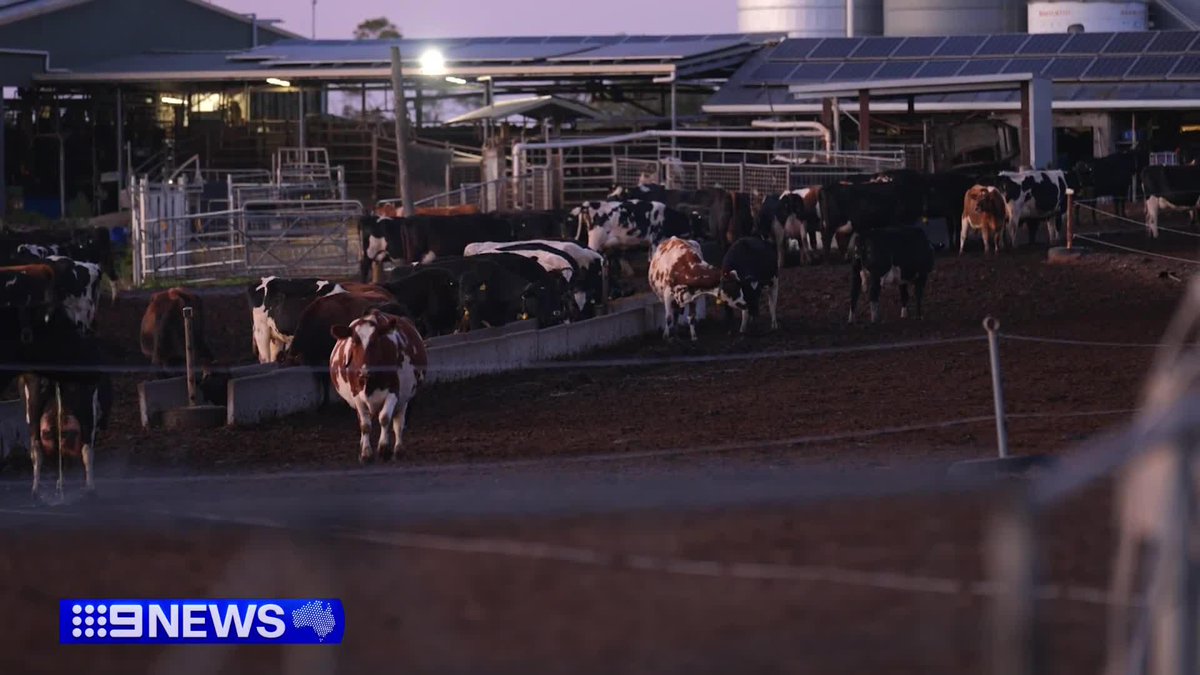 The worst drought in history is pushing Victorian farmers to the brink, with the industry warning milk prices will soar if nothing changes. #9News @LauraTurner_9