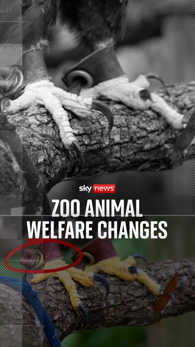 Zoos and aquariums have a timeline of two years to adapt to the changes. But for some campaigners, the reforms can't come soon enough. Read more: