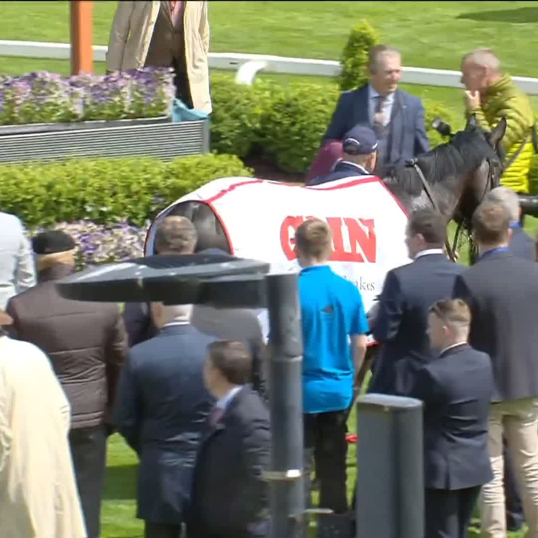 The handsome Albert Einstein 😍 Coolmore | Ballydoyle Racing