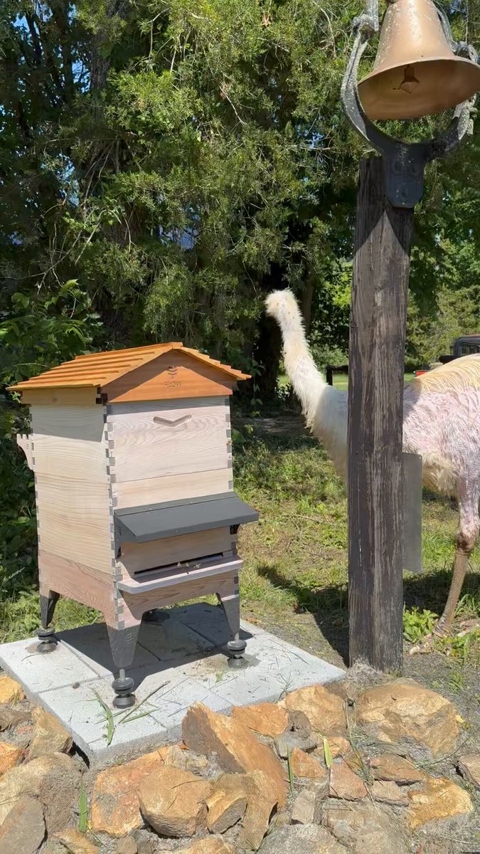 The new hive is thriving. Time to add another brood box !