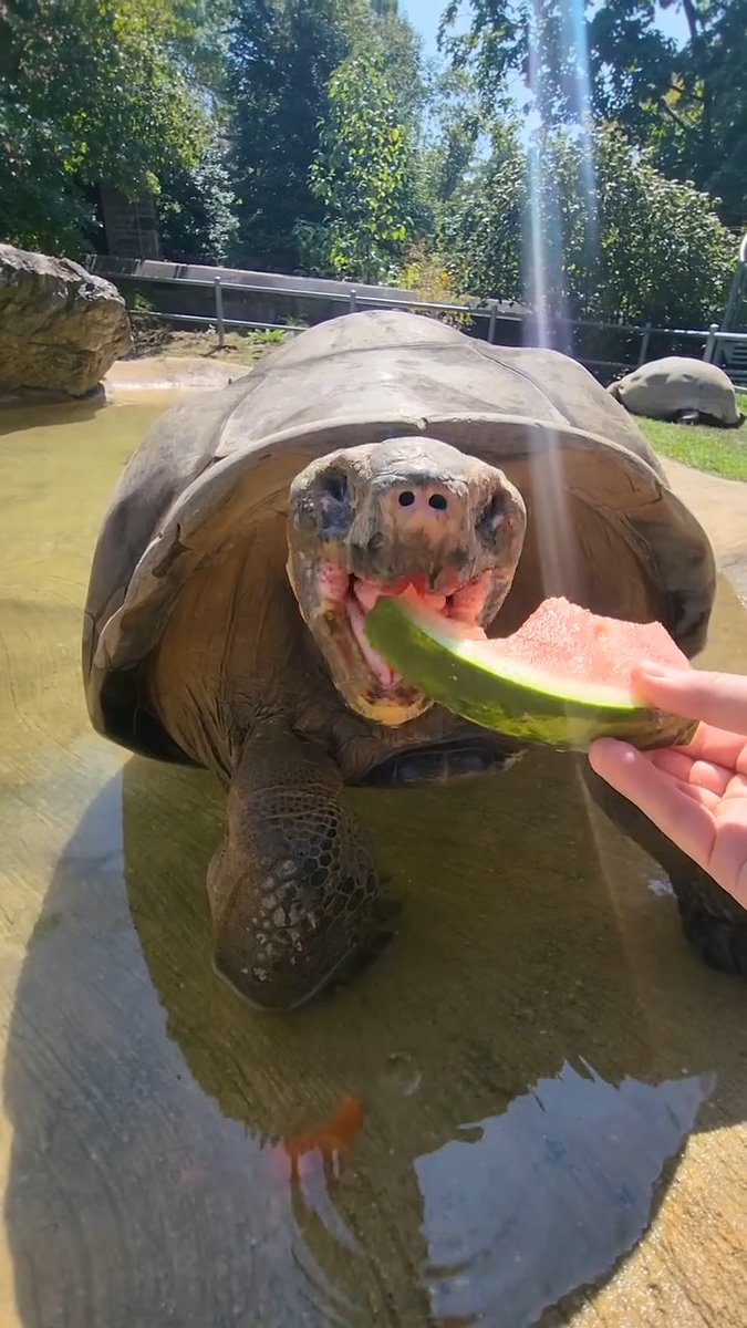 Slow and steady...except for when it's a sweet treat! 😋🍉