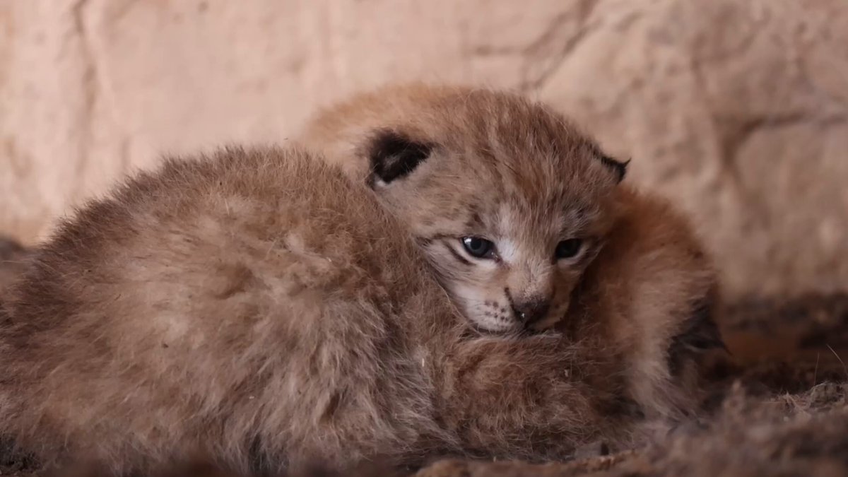 Have you ever seen a baby lynx? On May 22, a herder in Subei county, Jiuquan, Gansu, discovered an incredibly rare sight — a wild lynx had given birth to kittens right inside their winter pasture sheepfold! Tap to see the cuteness clip! #JiuquanBiodiversity #GreenChina #biodiversity #CutenessAlert #AdorableDiscovery #FluffySurprise #WildlyCute #BabyLynxMagic #CutenessOverload This is Jiuquan