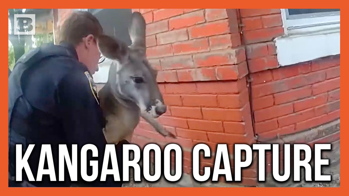 The Durano Police Department recently released footage showing an officer capturing a kangaroo on the loose in the region. The kangaroo is apparently a repeat offender and has been captured by officers in the past.