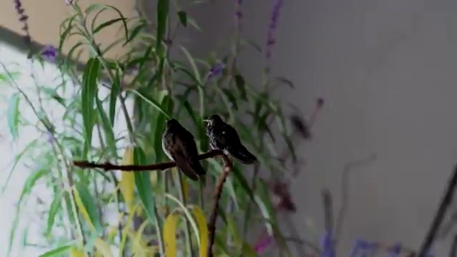 Inside an apartment in Mexico City, Catia Lattouf runs a hummingbird sanctuary from her bedroom, rehabilitating sick birds and releasing upwards of 300 annually