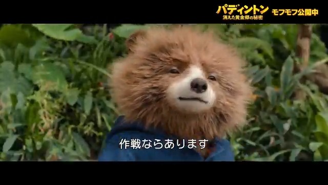 🐻＜本編映像チラ見せ .ᐟ.ᐟ👀 ⿻───────────⿻ いざ、ジャングルへ！🌳編 ⿻───────────⿻ ボサボサ頭で自信満々に ＂ジャングル＂を説く #パディントン💬 果たしてこのアドベンチャーの行方は──？ モフモフ公開中🐾 #パディントン消えた黄金郷の秘密