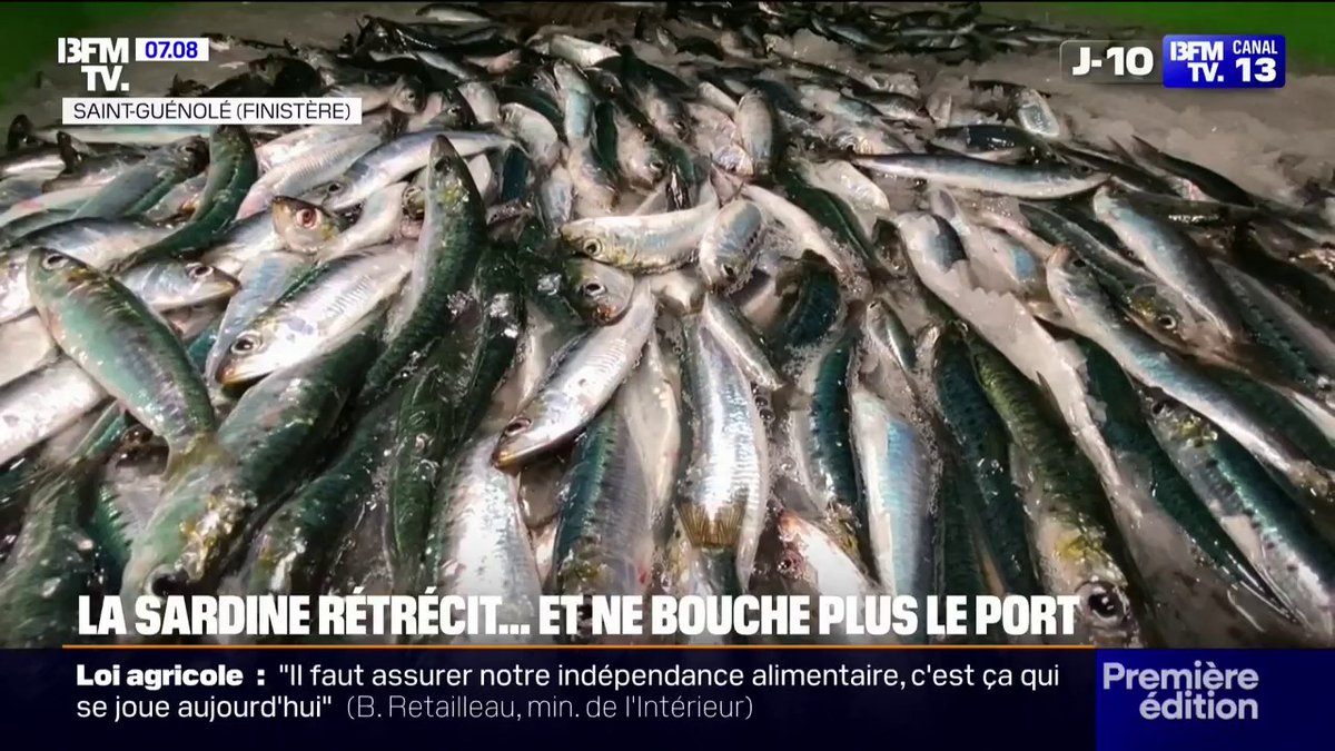 💬 "Le dérèglement climatique impacte directement la taille de la sardine" La taille des sardines a réduit de moitié en 15 ans