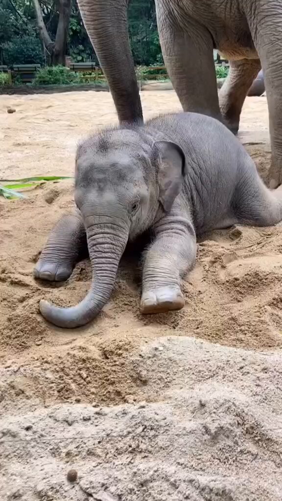 Happy baby elephant 🐘💖