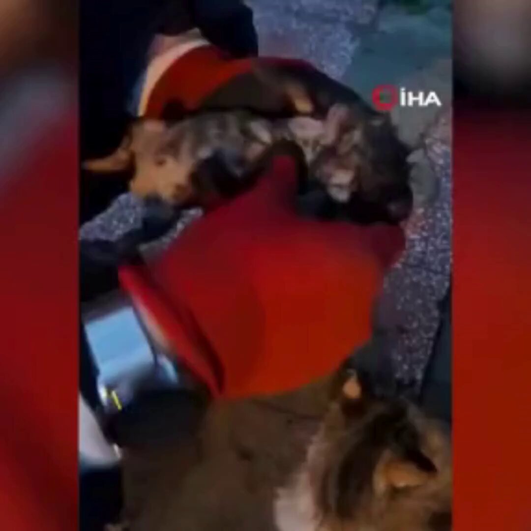 This beautiful cat brings her baby to the fire department. This firefighter performs CPR &amp; delivers the baby to the vet. Thanks to help to the vulnerable.