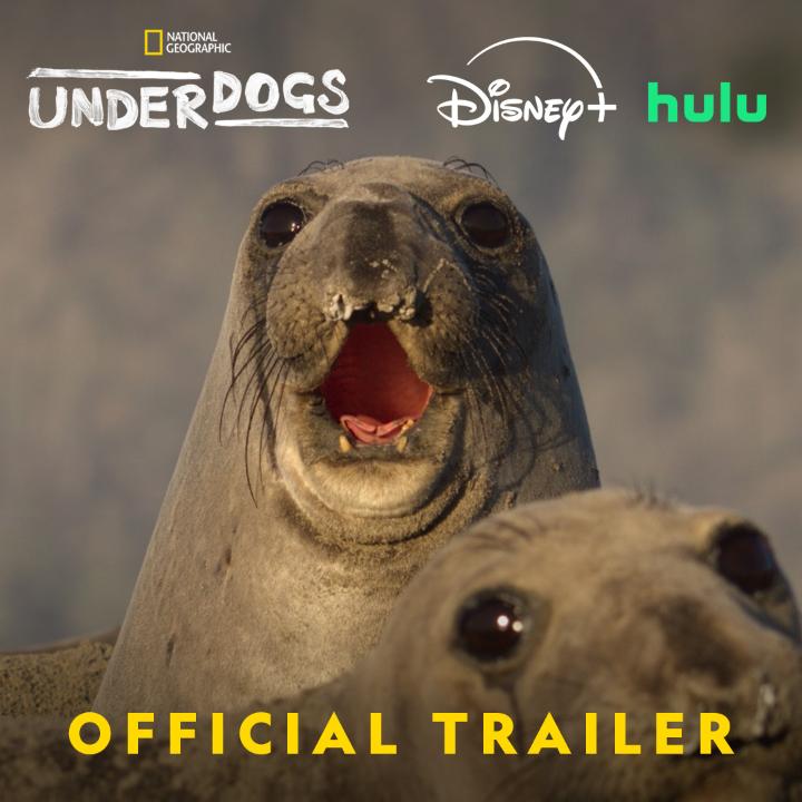 After over 135 years of bringing you the top of the food chain, we figured it's time to show some love to the bottom. #Underdogs, narrated by Ryan Reynolds, premieres Sunday, June 15 at 9/8c on National Geographic TV, simulcast on ABC News. Streaming next day on Disney+ and Hulu.
