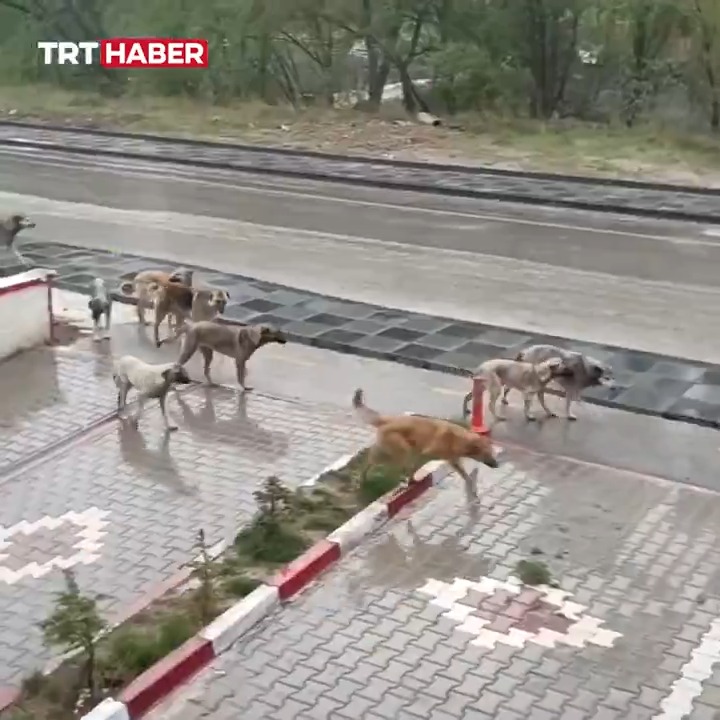 Ankara Mamak'ta bir anne, çocuklarını okula götürürken 8 başıboş köpeğin saldırısına uğradı.