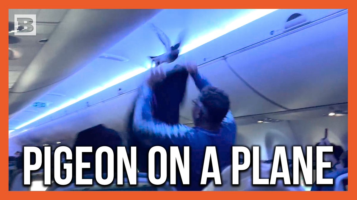 Two pigeons wound up on a flight going from Minneapolis to Wisconsin...