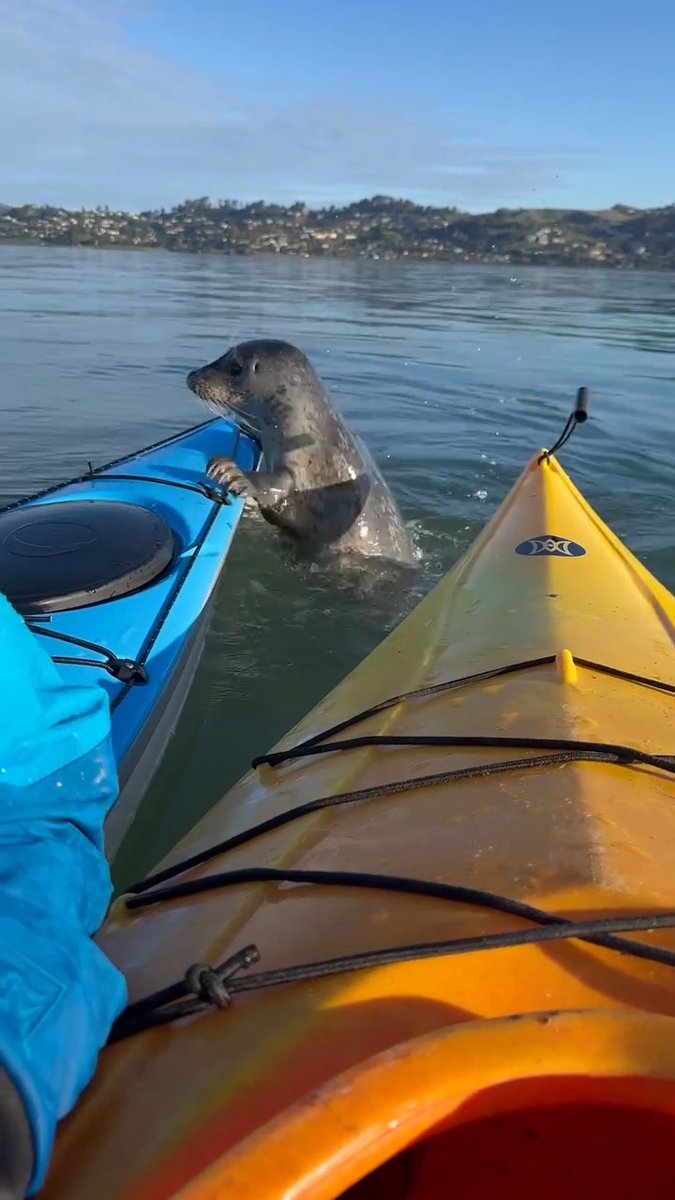 Out for an early morning kayak session, two people had an up-close moment with a friendly little harbor seal in Sausalito, California. The couple said there were around 30 seals popping their heads up around their kayaks. “We were both shocked and could not believe what just happened. Out of all the times kayaking, we had never seen anything like that. It was truly a magical marine moment that brought us so much joy,” Hollis Callas said. 📽️ : @holliscallas @outdoorgoyo #harborseal #seal #kayak #kayaking #california #outside